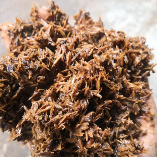 宜宾 鲜酒糟，质量看得见