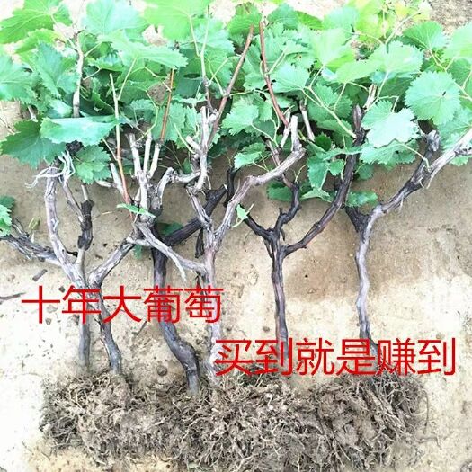 平邑县巨峰葡萄苗  葡萄苗十年苗藤稔 巨峰 夏黑 红富士 买到就是赚到