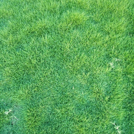余姚市马尼拉草皮