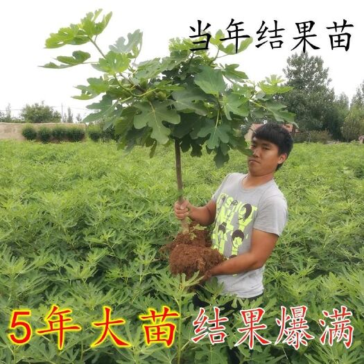 平邑县 波姬红无花果树苗大量供应优质果树苗 签订合同包品种保品质