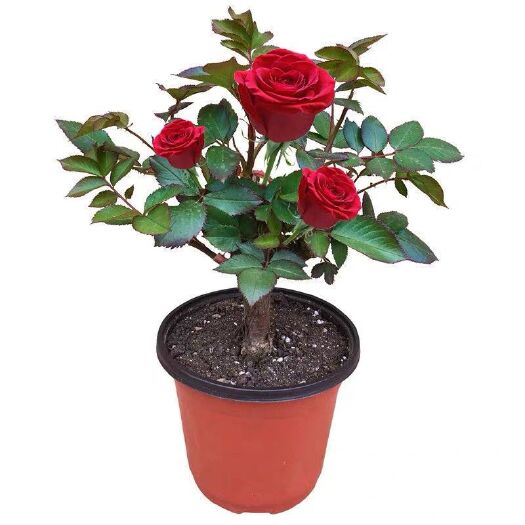平邑县 月季花，盆栽地栽，开花清香，花期长，包成活包邮量大从优