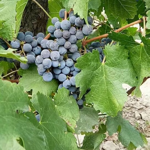 宁夏银川贺兰山下高糖酿酒葡萄销售，欢迎抢购！