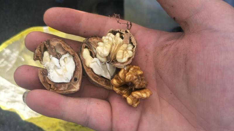  新疆去皮核桃33核桃