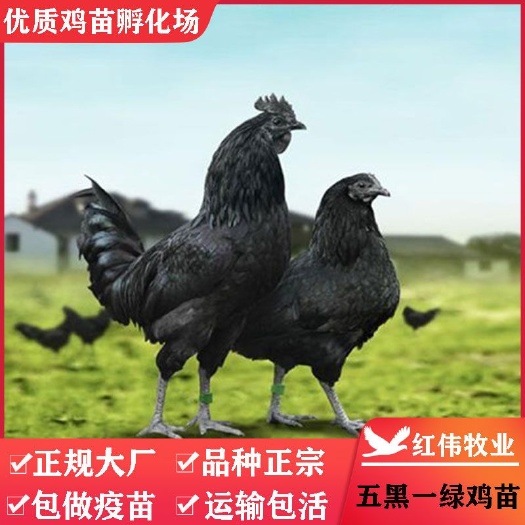 广州 五黑鸡苗