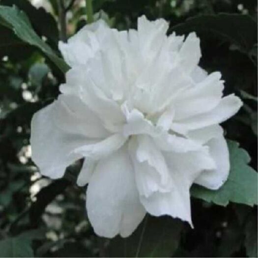 平邑县花叶木槿