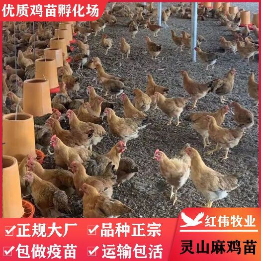 广州 正宗广西灵山麻鸡苗