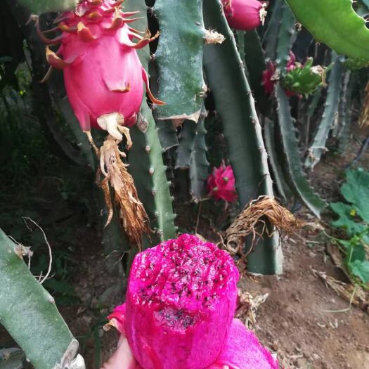 泰安 火龙果苗，红心火龙果苗，黄皮火龙果苗，根系好成活率高基地直发