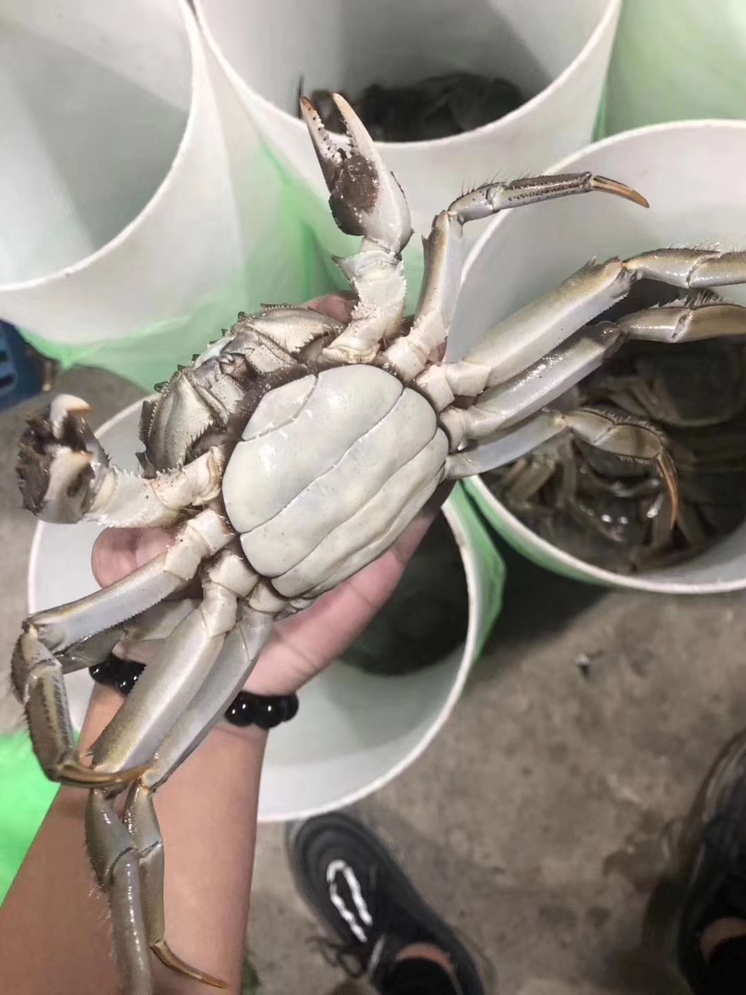  大闸蟹  膏满黄多  精品货  鲜活