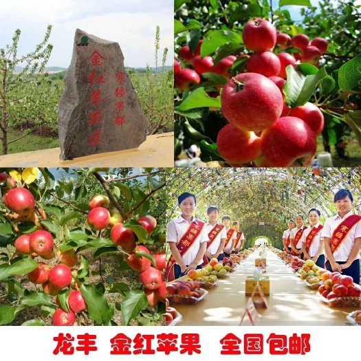 黑龙江寒带纯绿色特产小苹果（寒犟国度金红苹果）