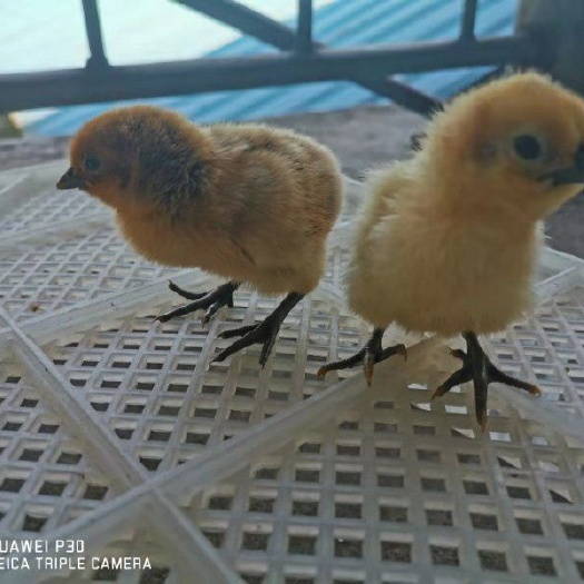 重庆市 供应青脚土鸡苗瑶鸡苗青脚麻乌皮鸡苗快大乌鸡苗川渝土鸡重庆土鸡
