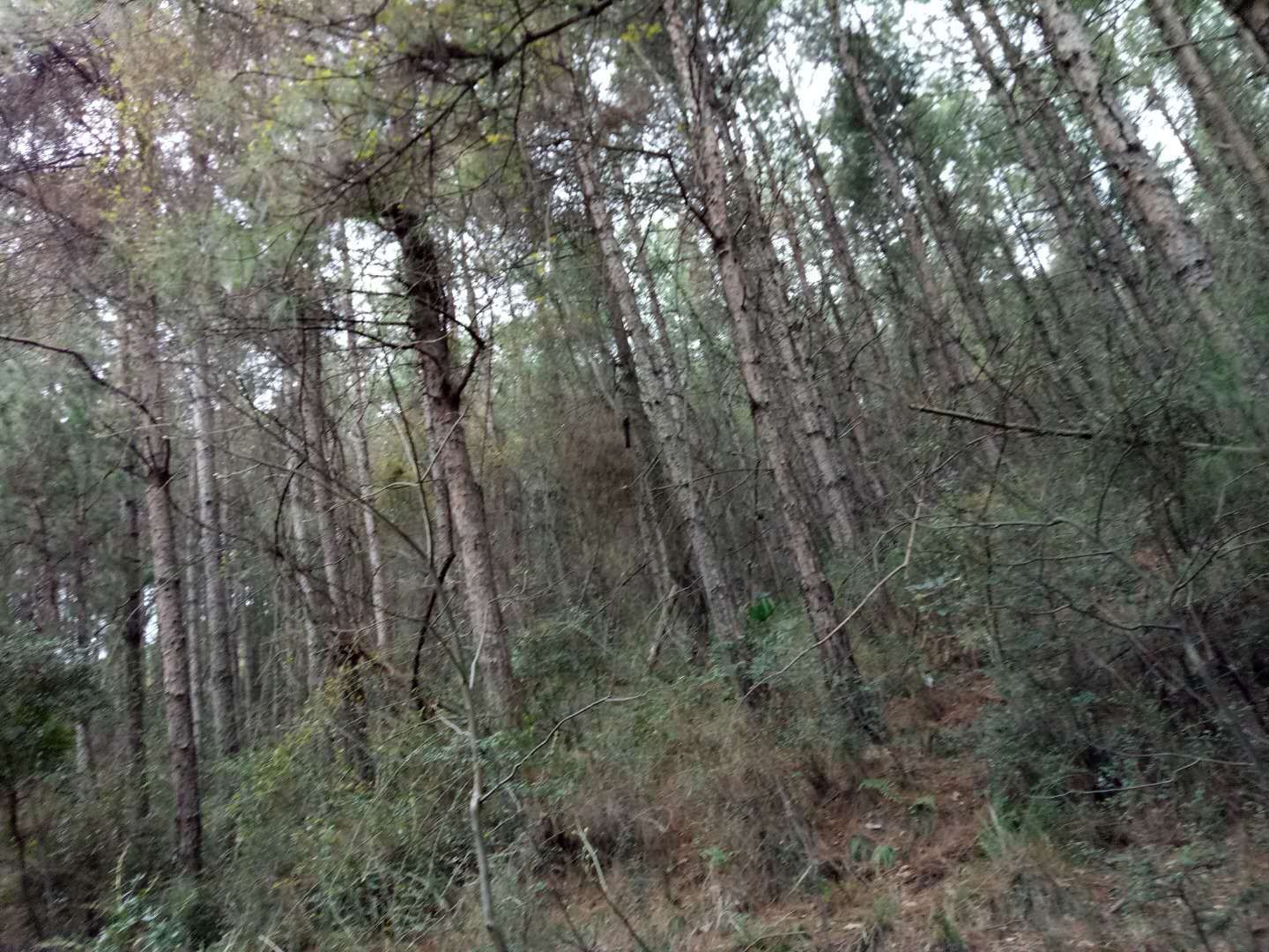 有林地 陕西十万亩林地低价流转，年限三十年，