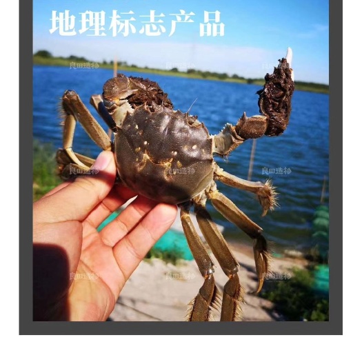  良田造物天津七里海河蟹鲜活大闸蟹礼盒公母