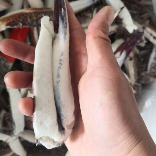 连云港梭子蟹苗 梭子蟹钳大号真正的大号，质量一流