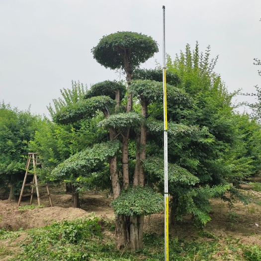 泰安 白蜡，对节白蜡