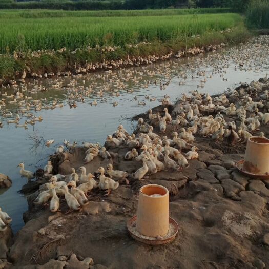 湘潭县 正宗散养土鸭销售
