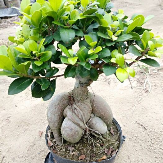 漳浦县人参榕  榕树小叶榕瓜榕盆景绿植室内外通适应四季常青