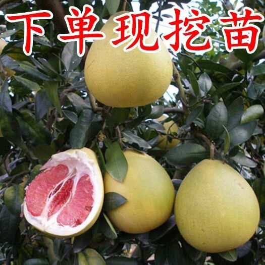 平邑县红肉蜜柚苗 三红蜜柚苗，白心柚苗，口感好吃，盆栽地栽，包成活包邮量大从优
