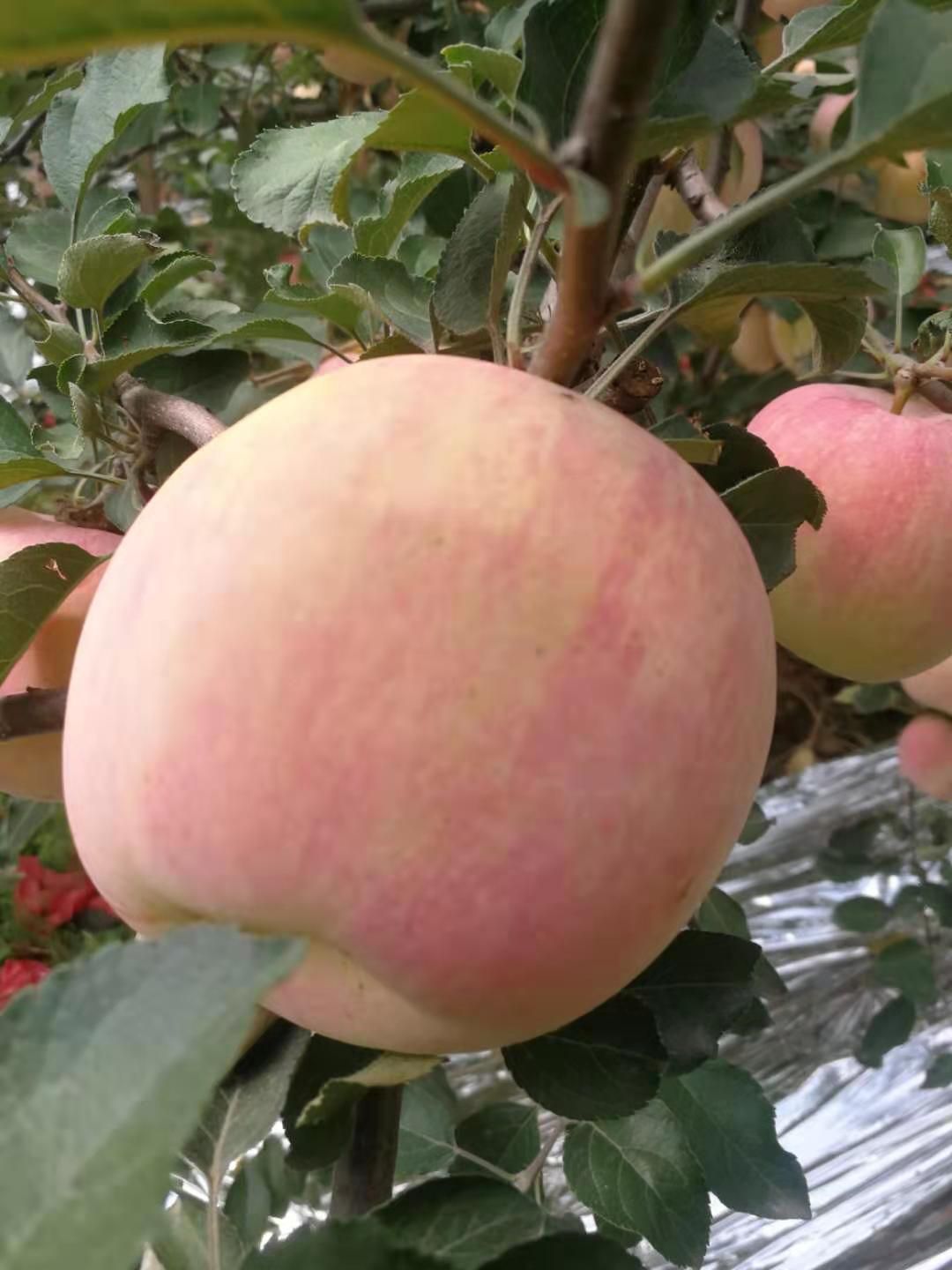 陕西纸袋红富士苹果  净重9斤   75起步支持一件代发