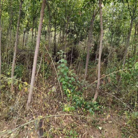 葫芦岛 本人有桃叶卫矛10000棵，都是单株的，定杆1米7，球形漂亮