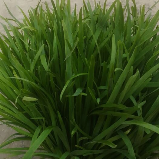 安阳县大叶韭菜 2刀大量上市！欢迎新老客户订购！