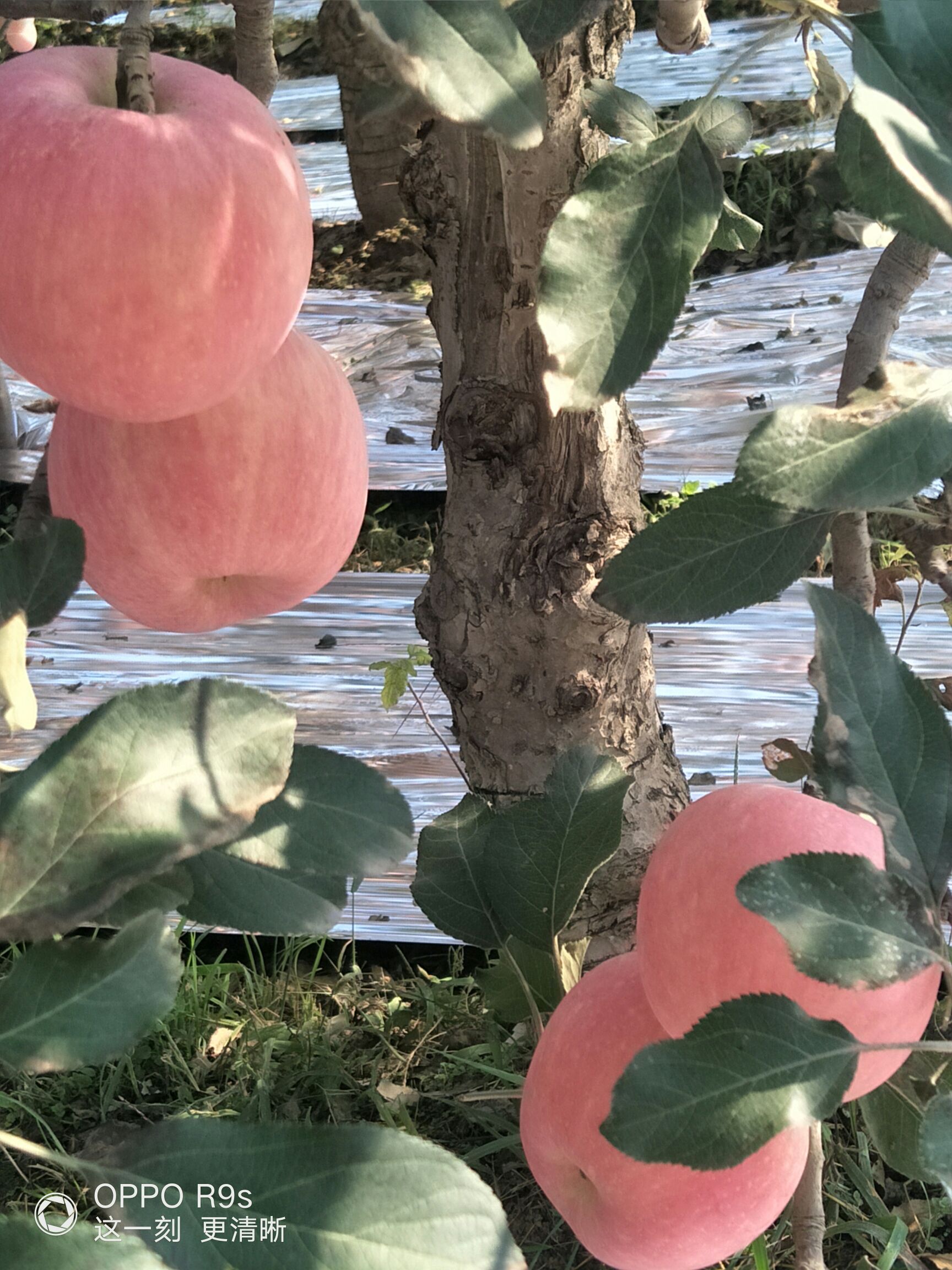 红富士苹果 唐昭陵优质红富士