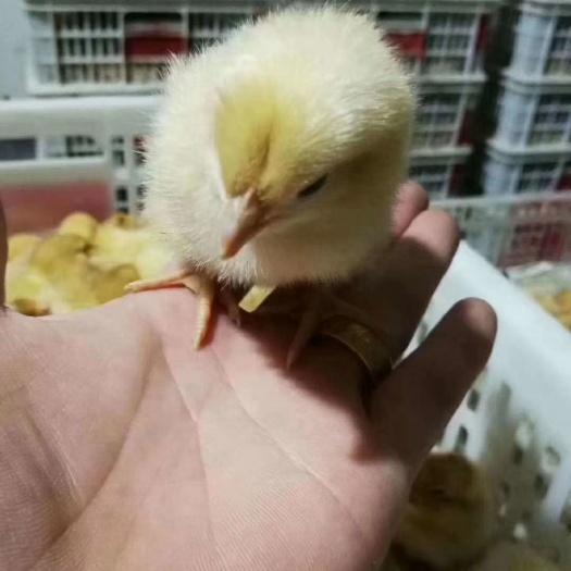 灌云县 土鸡苗