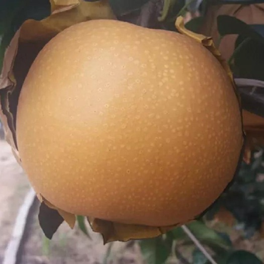 温县 晚秋黄梨产地，低价批发采购
