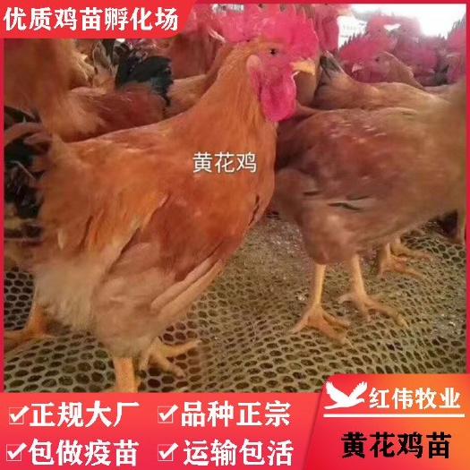 广州黄花公鸡苗 温氏黄花4号鸡