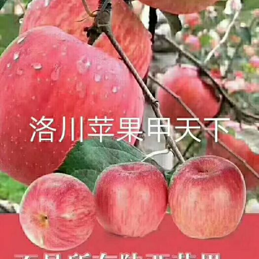 洛川县红富士苹果 洛川红富士
