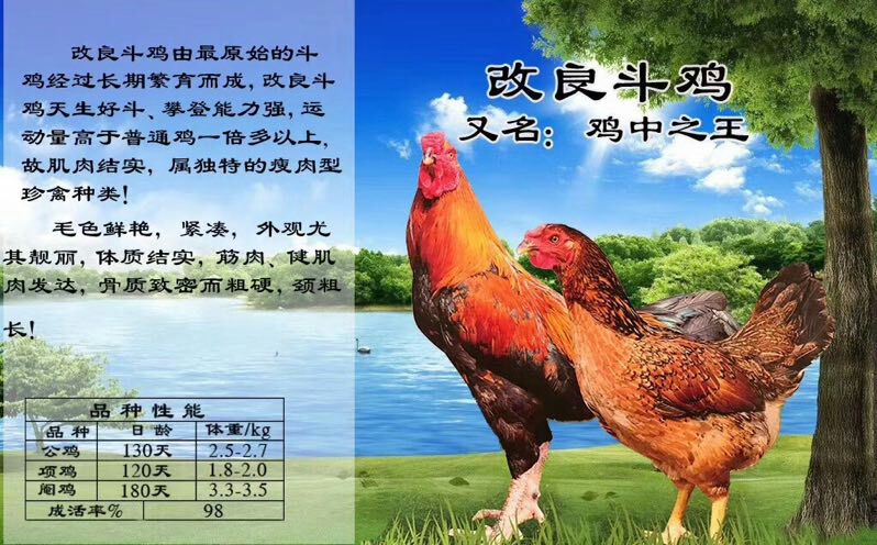 斗鸡苗  改良斗鸡，成品斗鸡个子大，斗立强！
出厂疫苗，发货