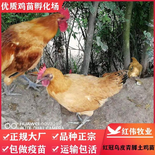 广州乌皮红冠土鸡 统货