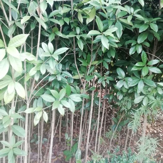 浏阳市八月桂 湖南浏阳花木之乡产地直销2到50公分多种规格的金桂丹桂四季桂