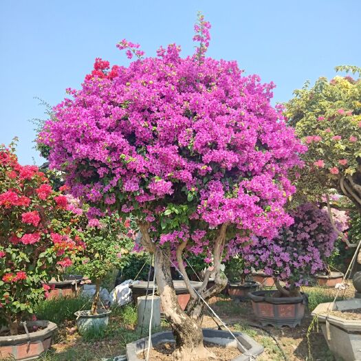 漳州 多色三角梅勒杜鹃