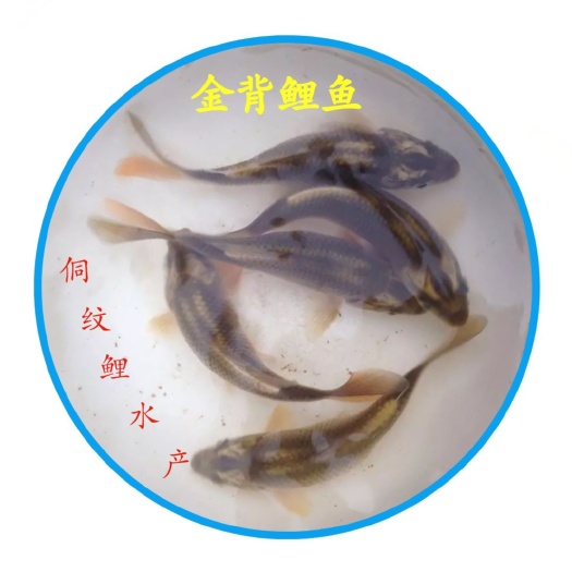 通道县鲤鱼苗  【金背鲤鱼原产地】