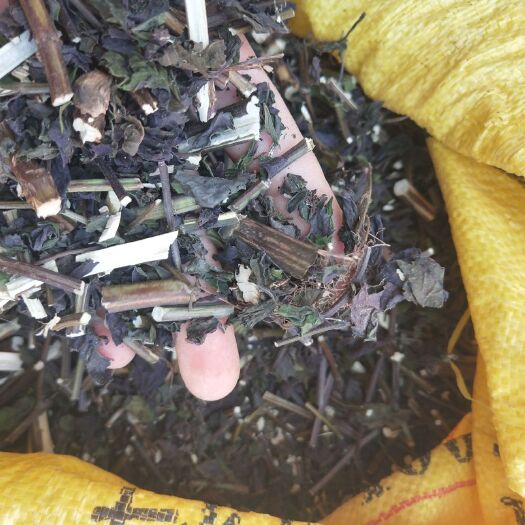 荔浦市脱水紫菜 紫苏叶干货7元一斤