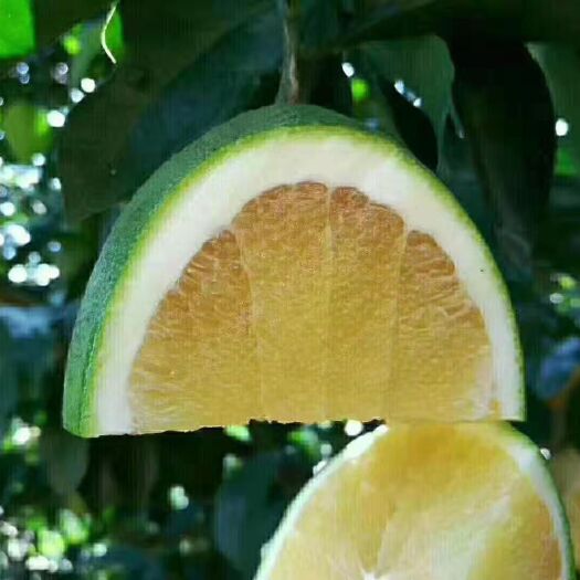 安远县 赣南脐橙
