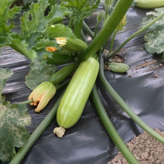 绿皮西葫芦  瓜条油亮
瓜无子多汁