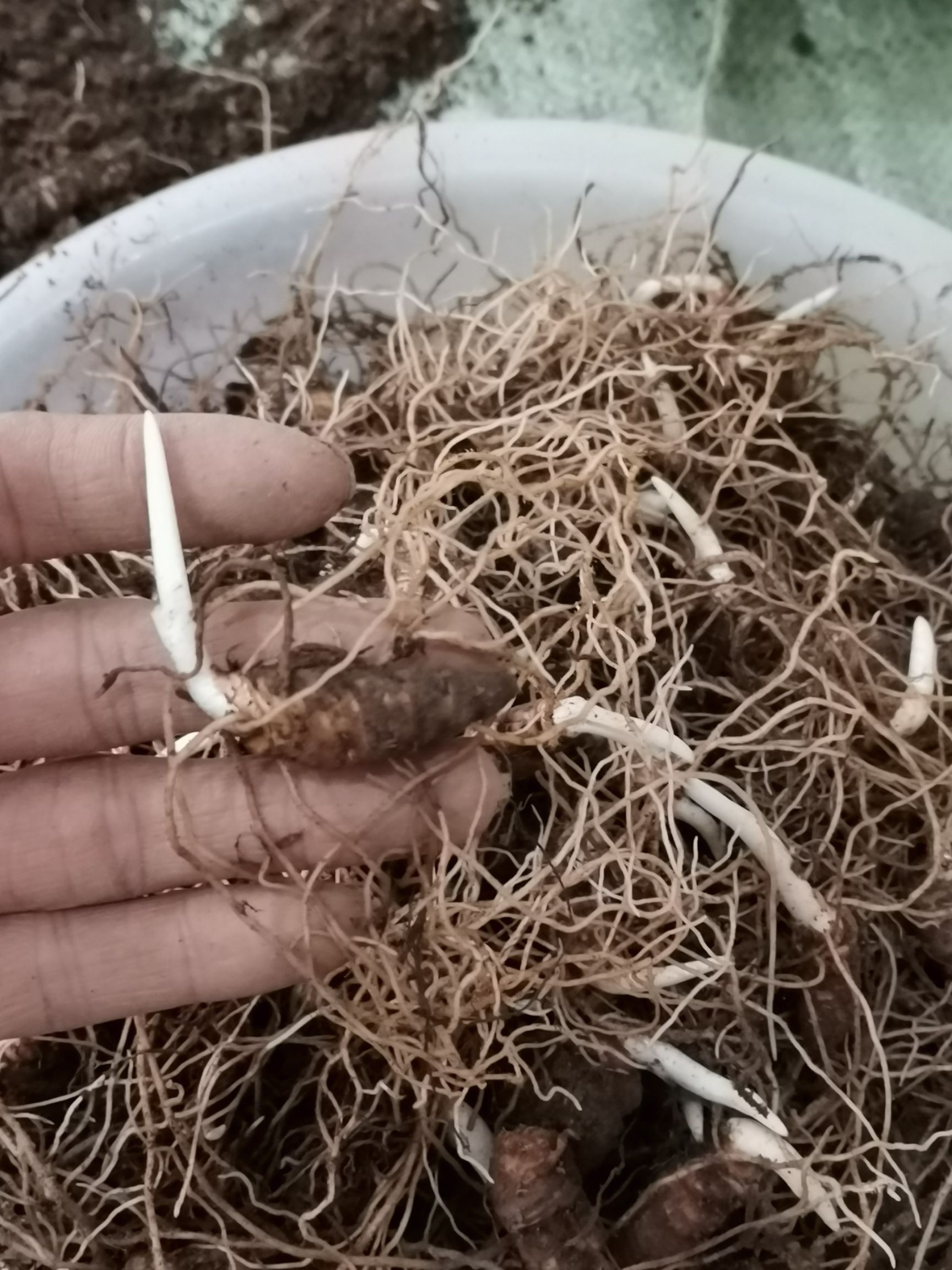  重楼苗，七叶一枝花苗2年苗茎块