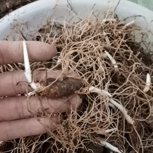 恩施市 重楼苗，七叶一枝花苗2年苗茎块