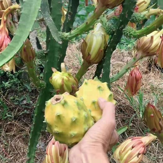 泰安 黄皮火龙果苗、燕窝果、麒麟果苗，品种纯正，基地直发