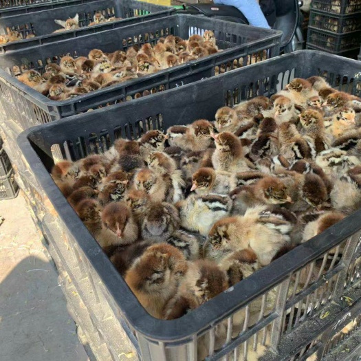 南宁 良凤花鸡苗