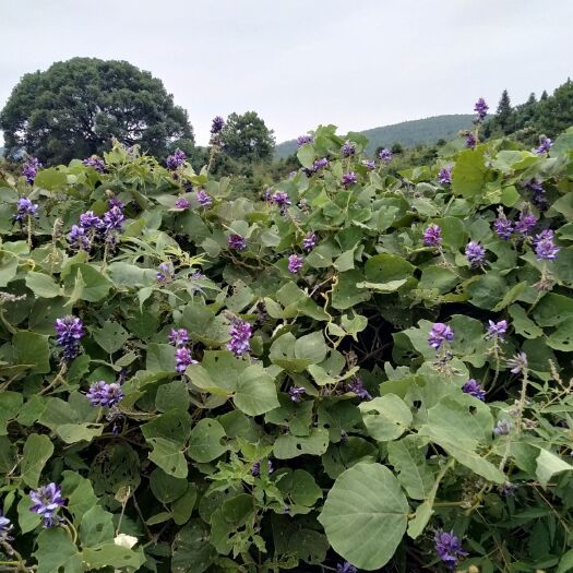 莲花县 新鲜葛花
