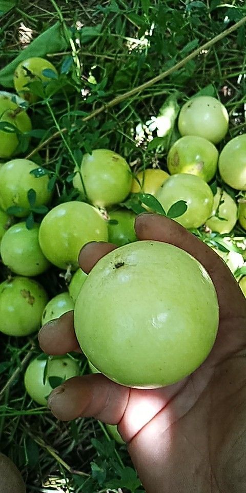 灵山县黄金果  黄金百香果