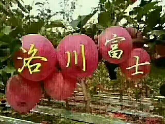  洛川苹果是否水果之首刚摘的水芝芝的