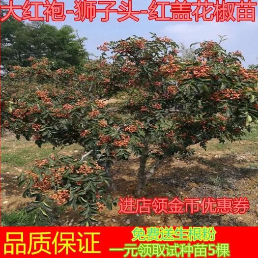 平邑县九叶青花椒苗 无刺大红袍狮子头花椒树苗，九叶青花椒树苗可篱笆式种植现挖现卖