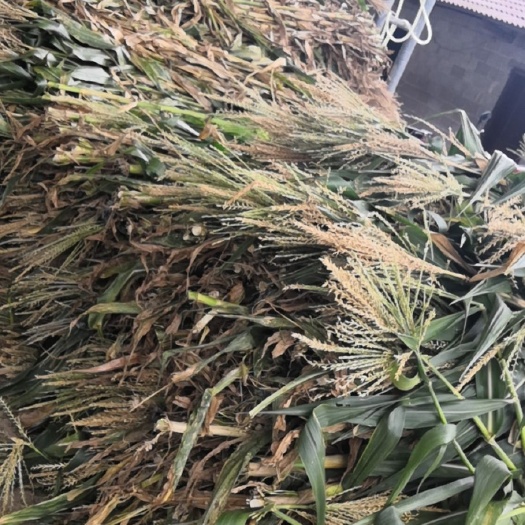 横州市专业供应玉米秸秆