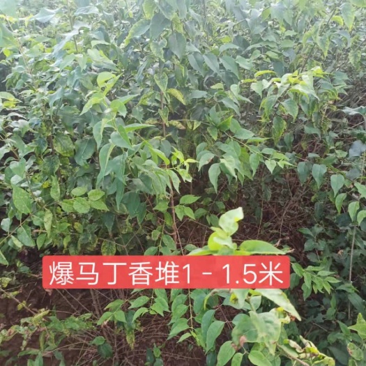 开原市 暴马丁香 紫丁香
