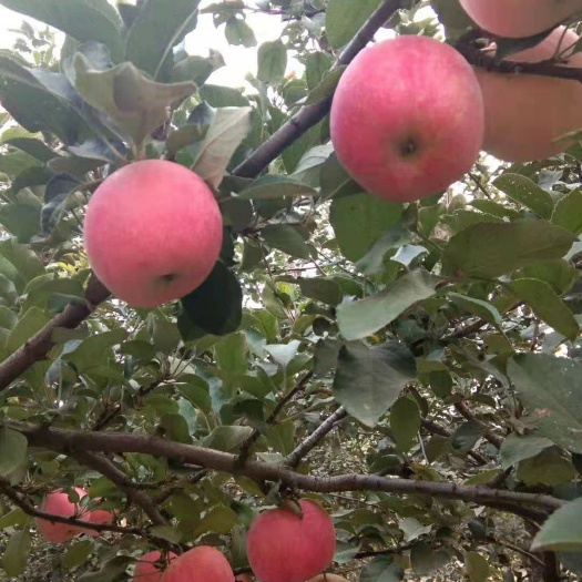 泰安 鲁丽苹果苗 早熟 高桩片红全国包邮