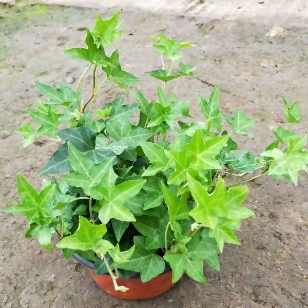  室内办公室绿色植物 常春藤 青叶常春藤盆栽净化空气吸甲醛包