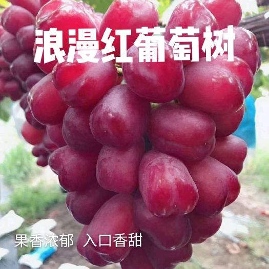 平邑县浪漫红颜葡萄苗 浪漫红颜葡萄树苗南北方盆栽地栽包成活包结果现挖现发